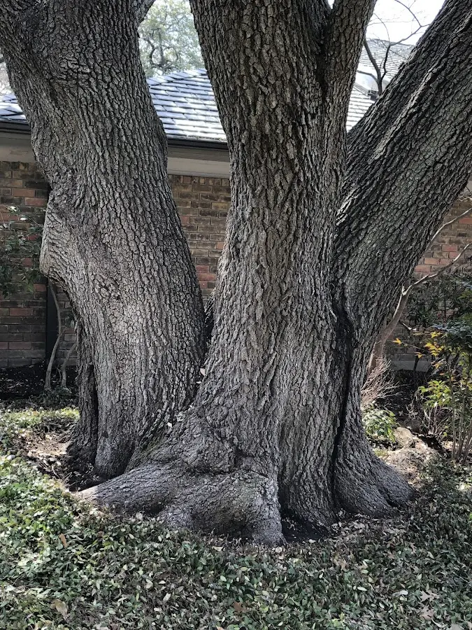 Mature heritage tree close to a Ridgefield property cared for by certified arborists